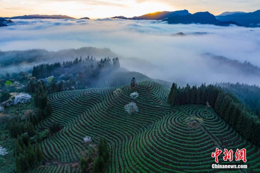 Picturesque scenery of cloud-shrouded tea garden in Sichuan How To Integrate Social Media With Online Sales